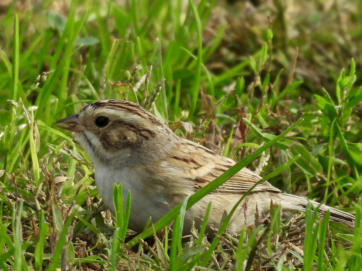 Clay-colored Sparrow - ML646151110