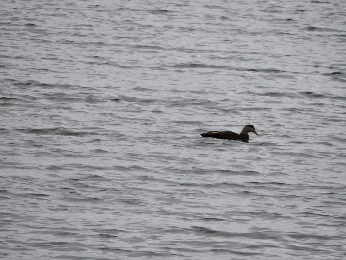 American Black Duck - ML646151116