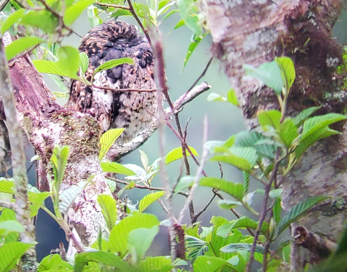 Andentagschläfer - ML646151117