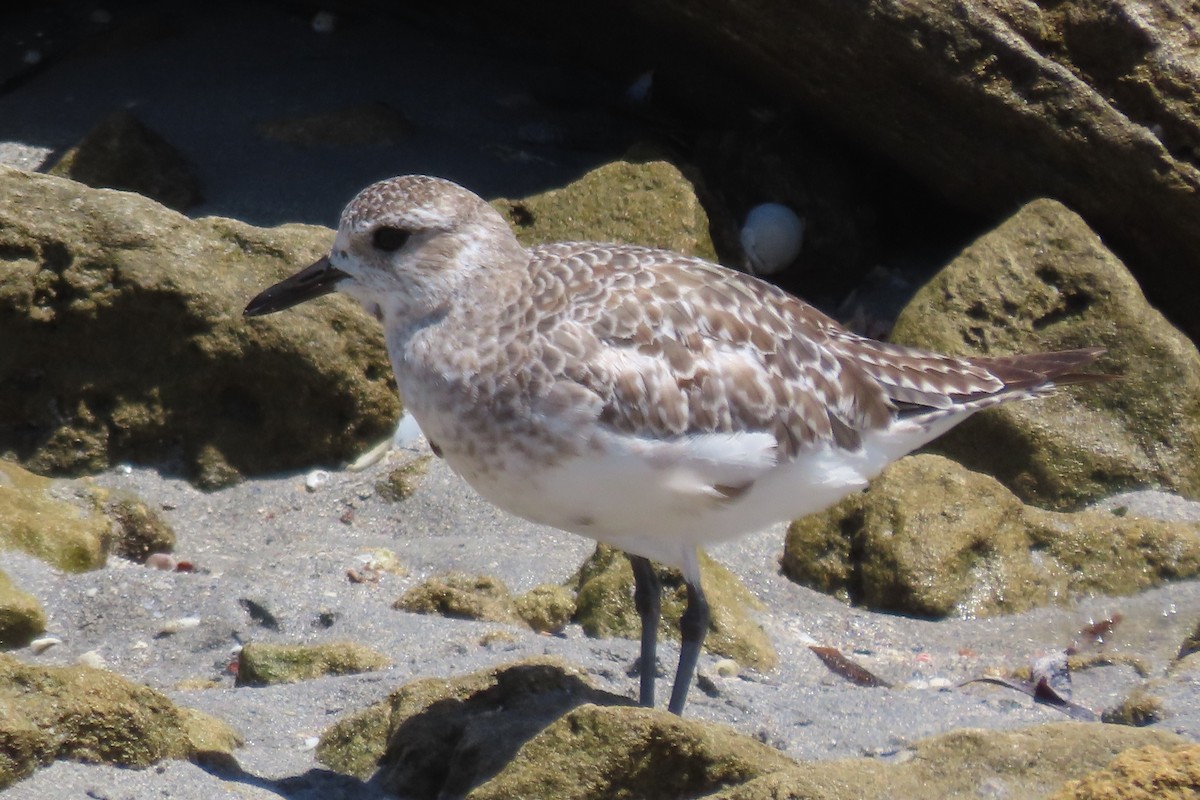 Black-bellied Plover - ML646151119