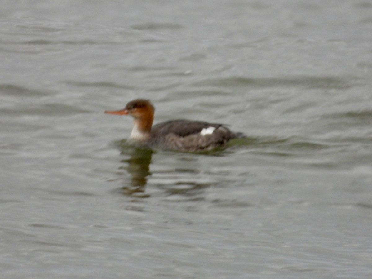 Red-breasted Merganser - ML646151120