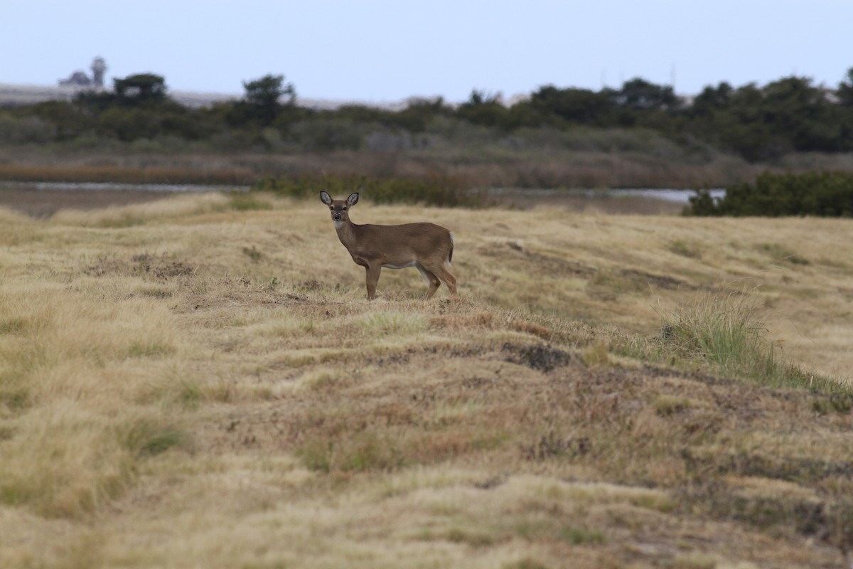 Animals - ML646151121