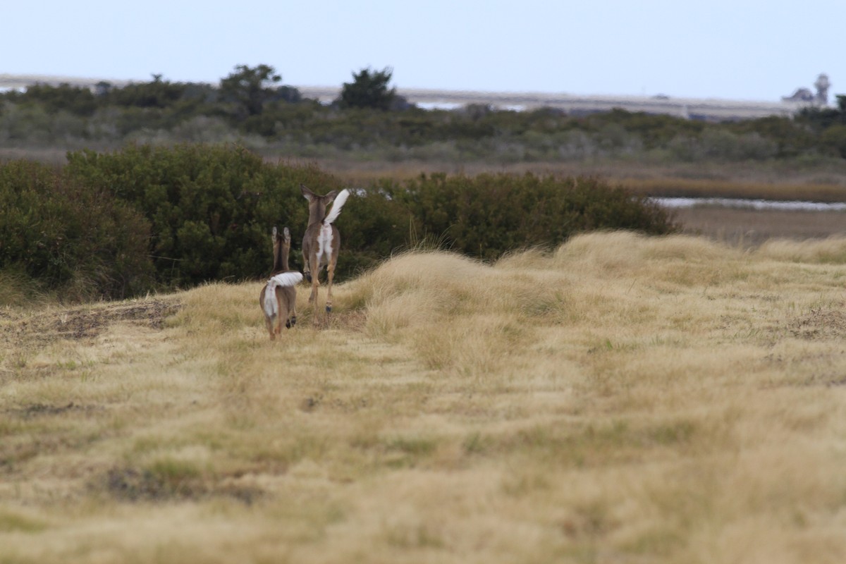 Animals - ML646151122