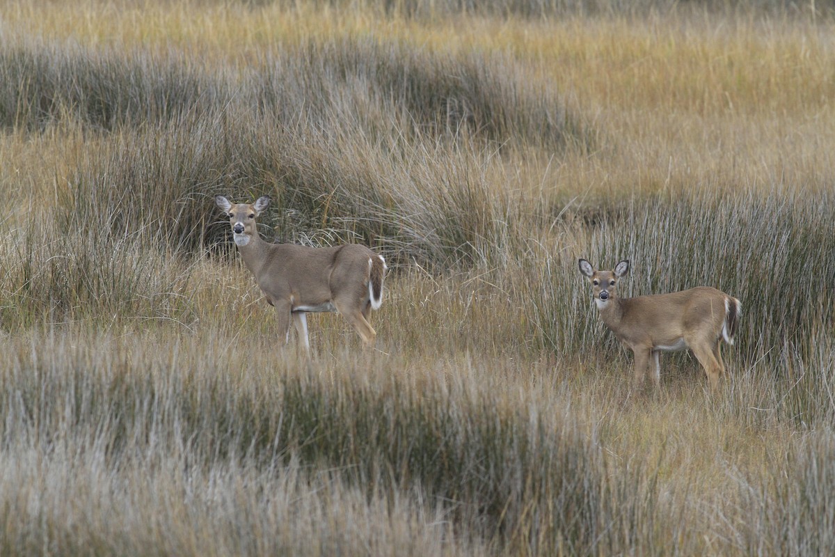 Animals - ML646151124