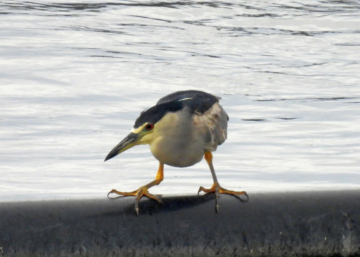 Black-crowned Night Heron - ML646151129