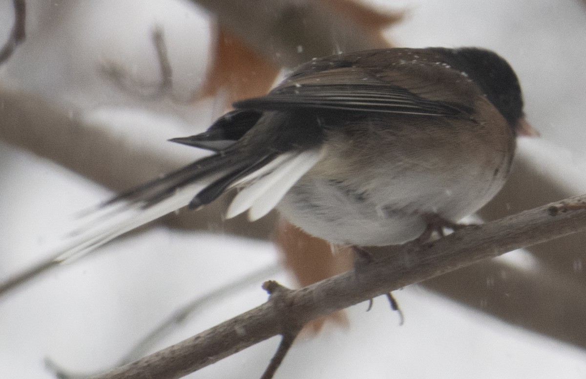 Dark-eyed Junco (Oregon) - ML646151134