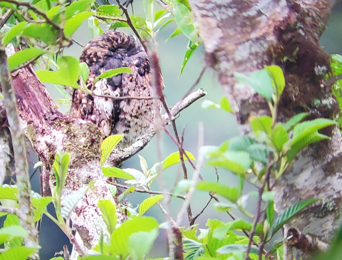 Andentagschläfer - ML646151139