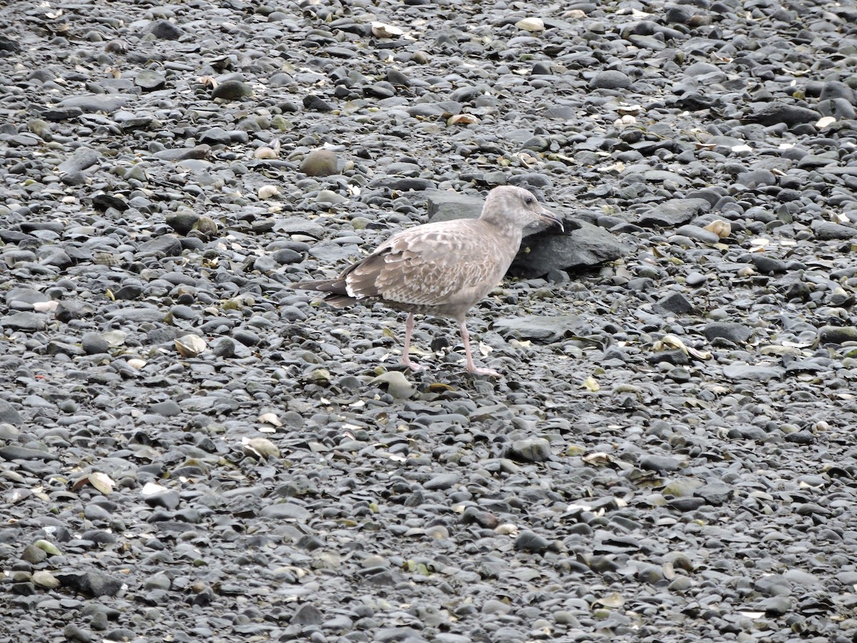 racek americký - ML646151142