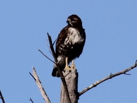 Red-tailed Hawk - ML646151145