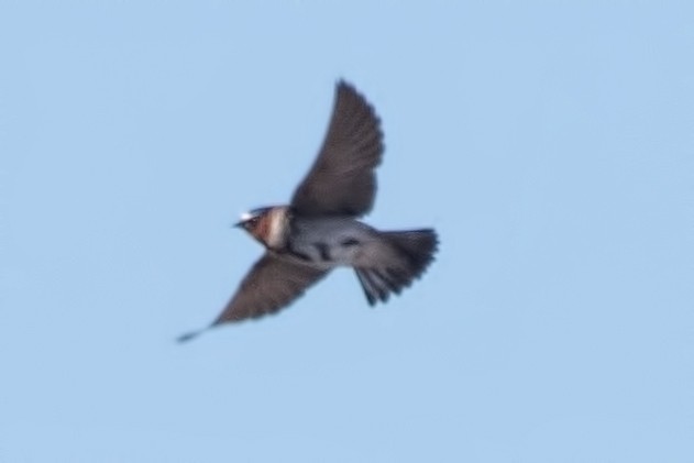 סנונית אמריקנית - ML646151147