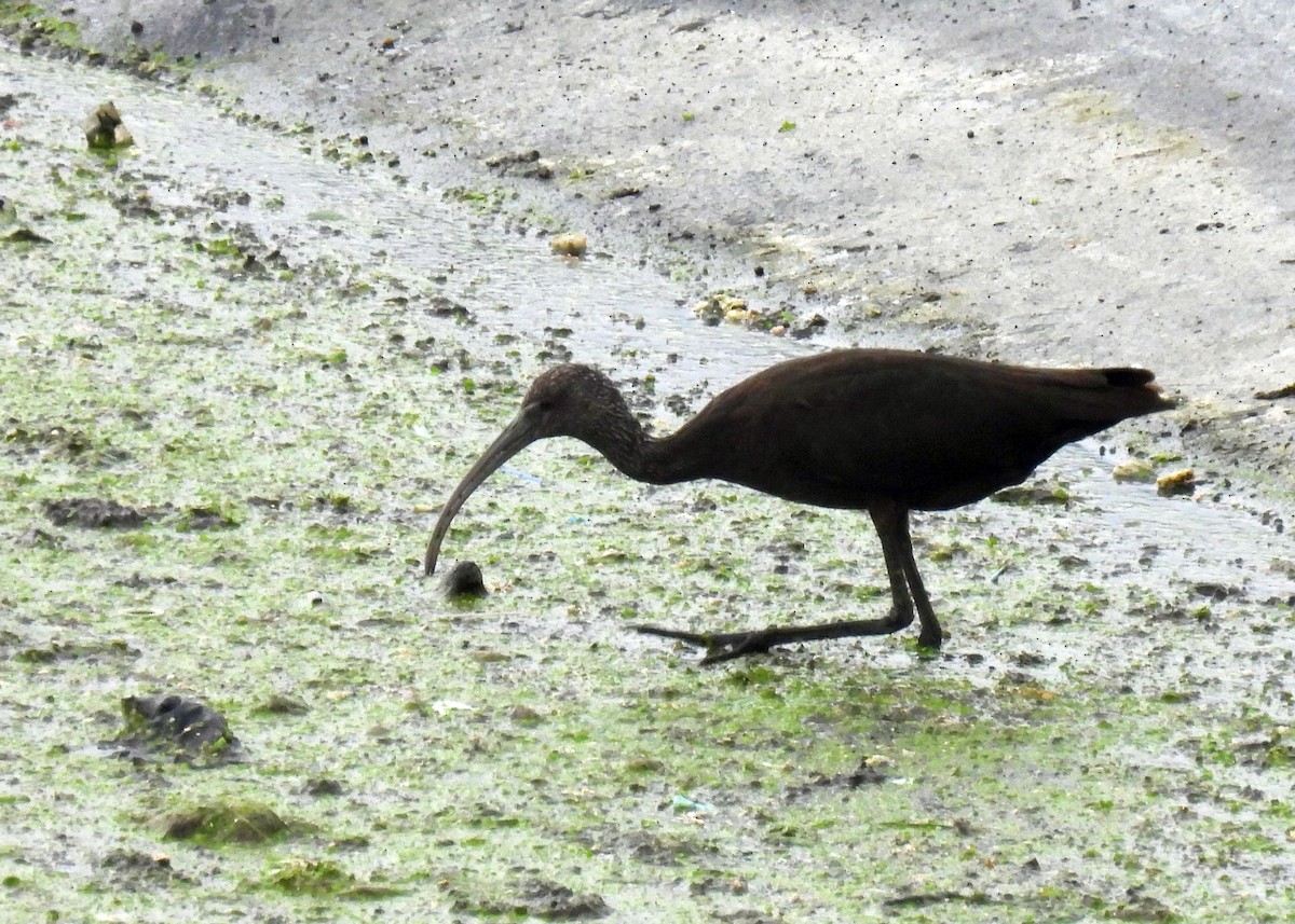 White-faced Ibis - ML646151150
