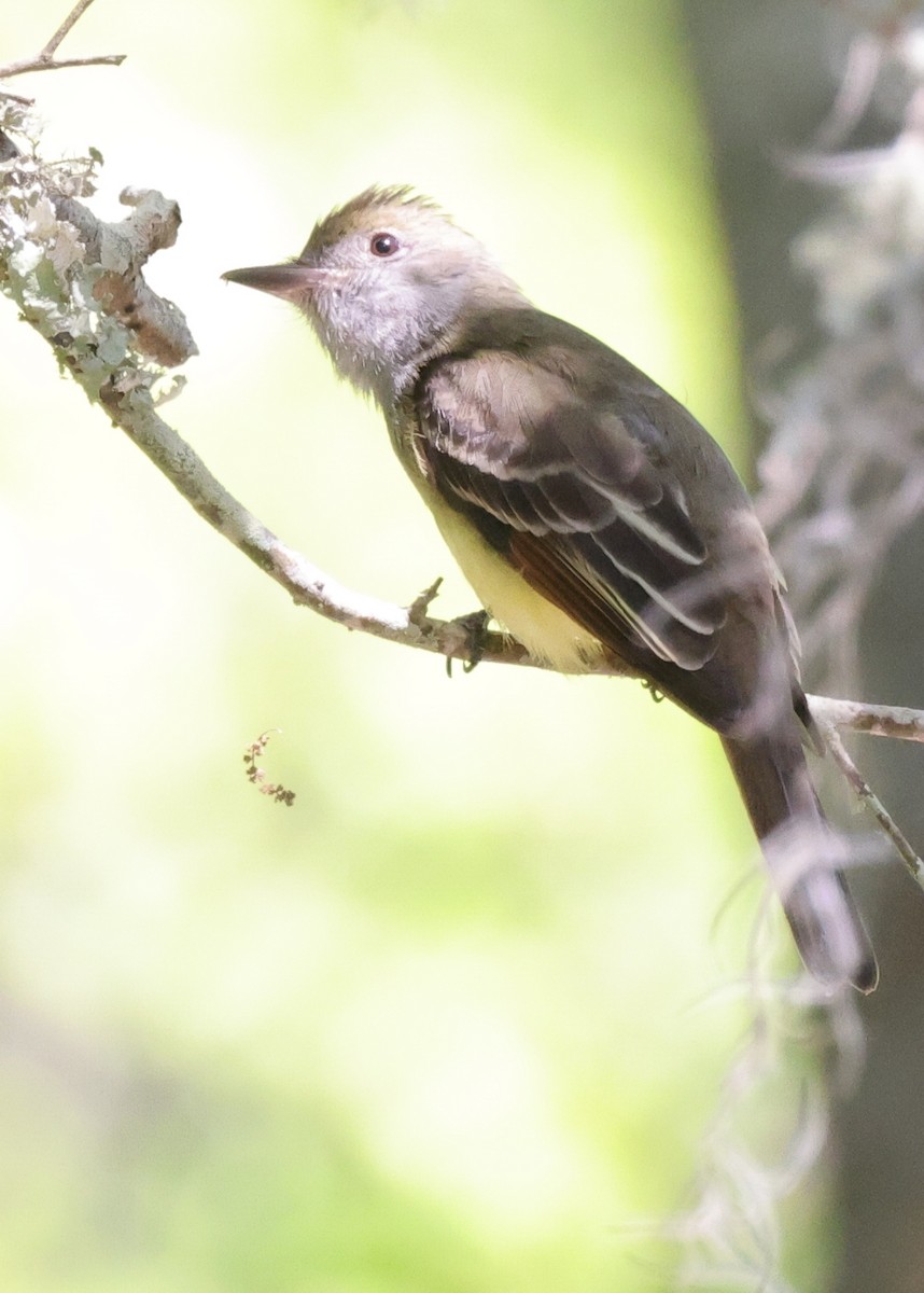 Sarı Karınlı Sinekkapan - ML646151151