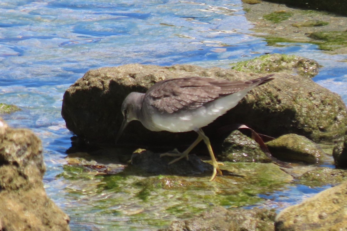 黃足鷸 - ML646151152