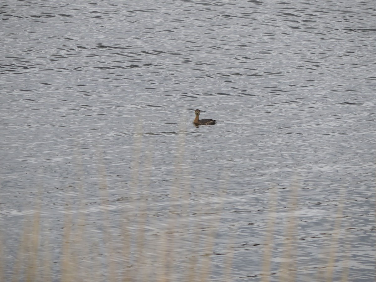 potápka americká - ML646151154