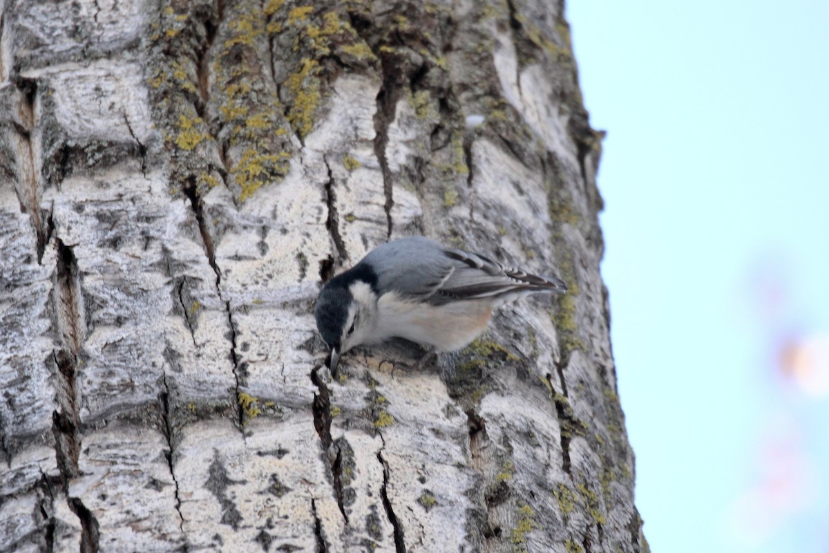 White-breasted Nuthatch (Eastern) - ML646151156