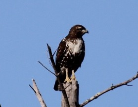 Red-tailed Hawk - ML646151160