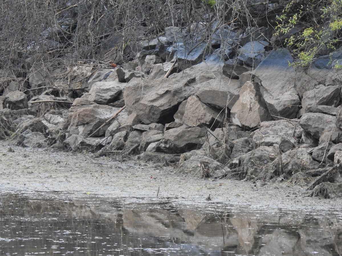 アメリカタシギ - ML646151166