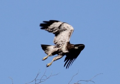 Red-tailed Hawk - ML646151168