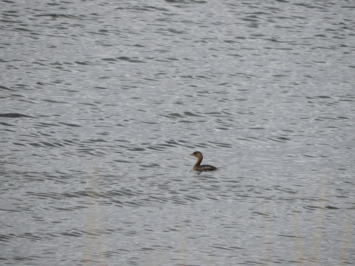 potápka americká - ML646151178