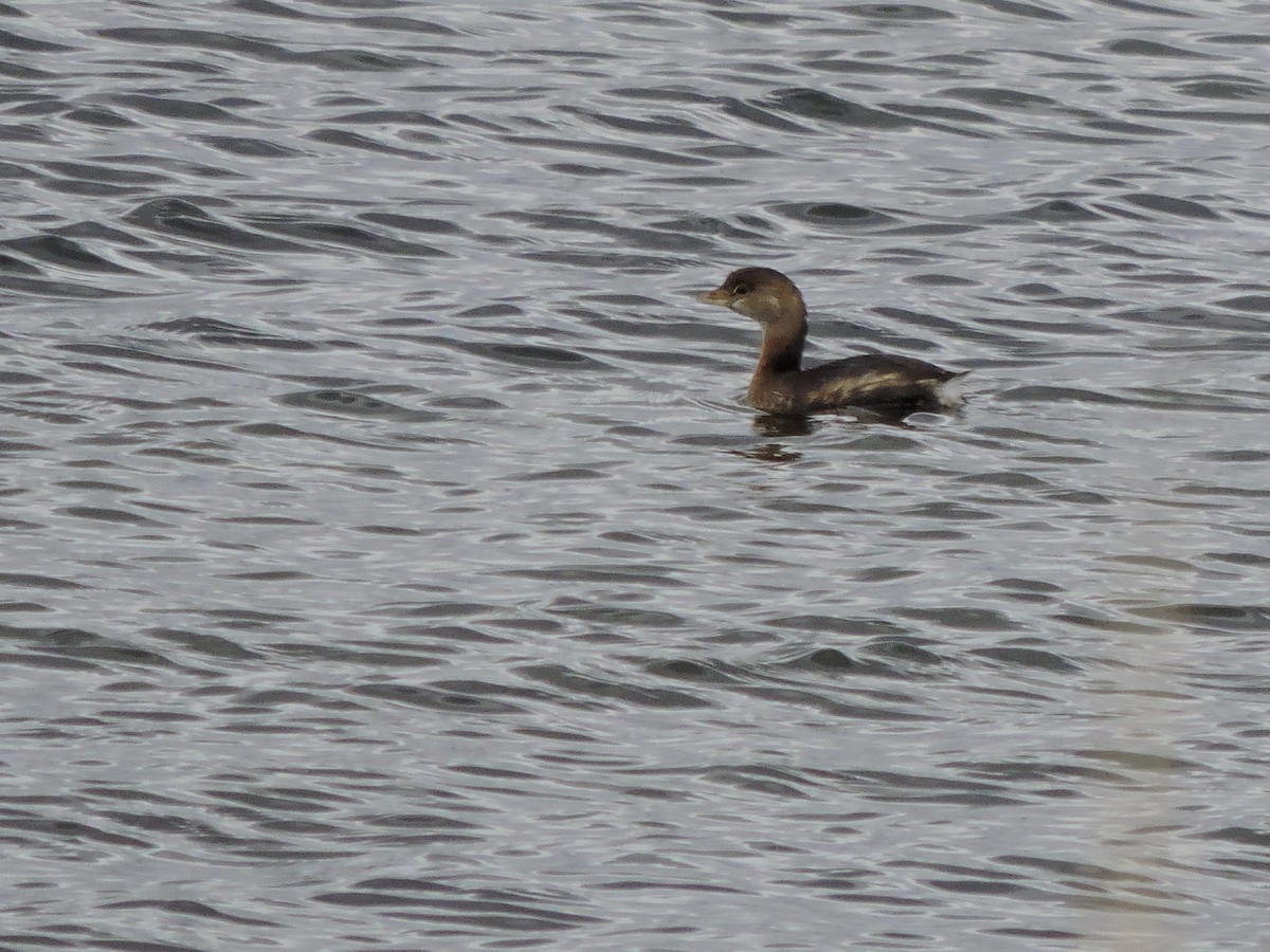 potápka americká - ML646151185