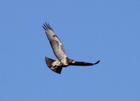 Red-tailed Hawk - ML646151191