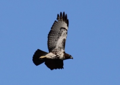 Red-tailed Hawk - ML646151194