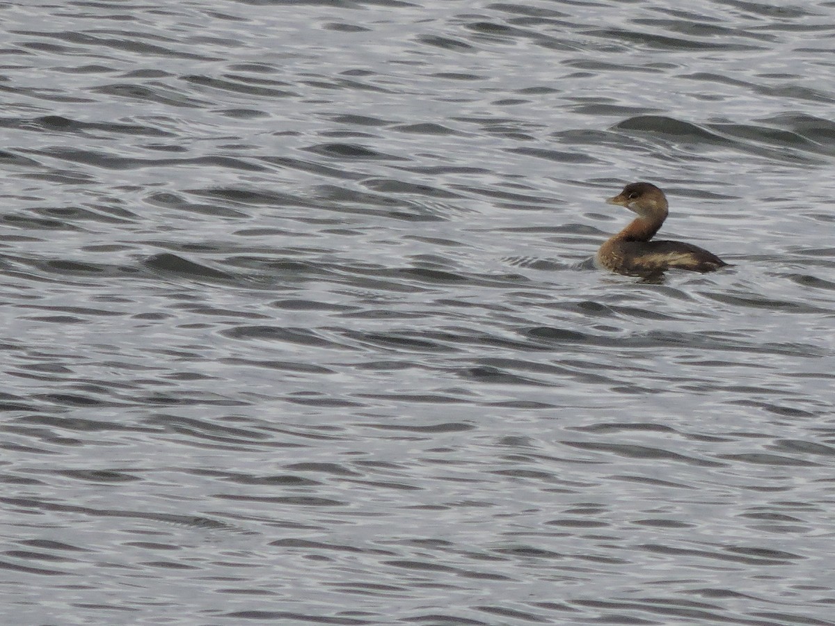 potápka americká - ML646151195