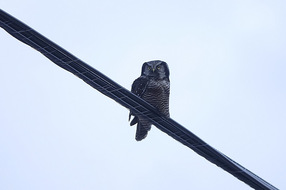 Харсуун ууль - ML646151196