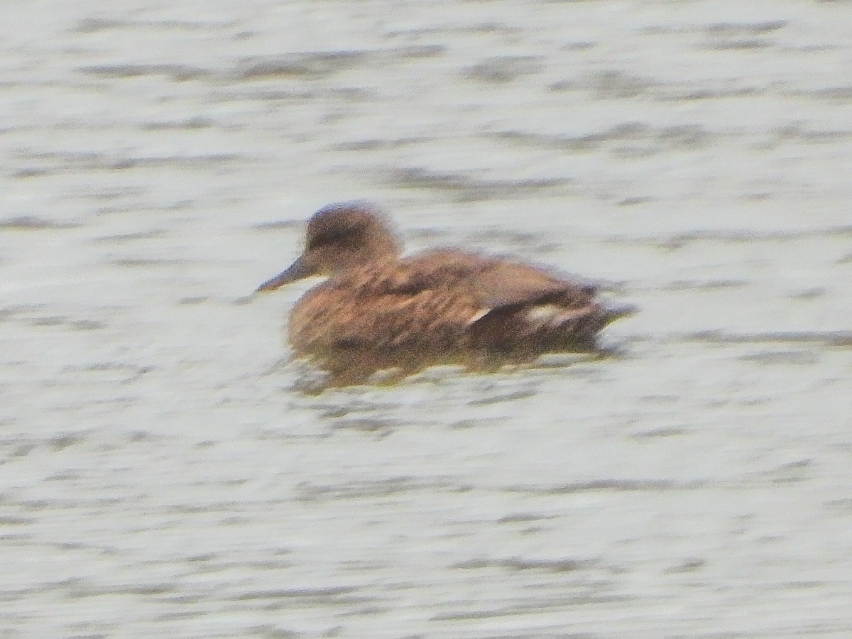 Серая утка - ML646151197