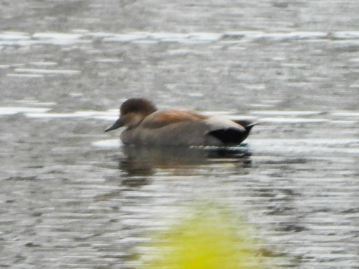 Серая утка - ML646151198