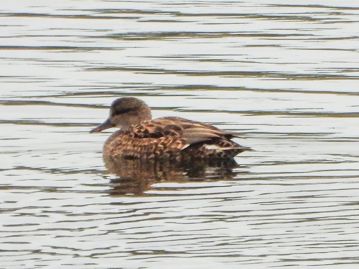 Серая утка - ML646151199