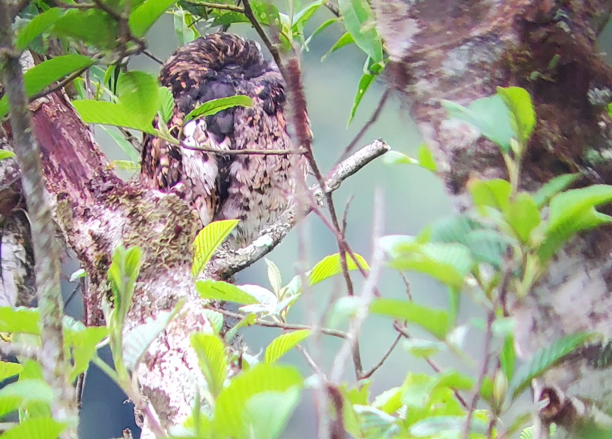 Andentagschläfer - ML646151200