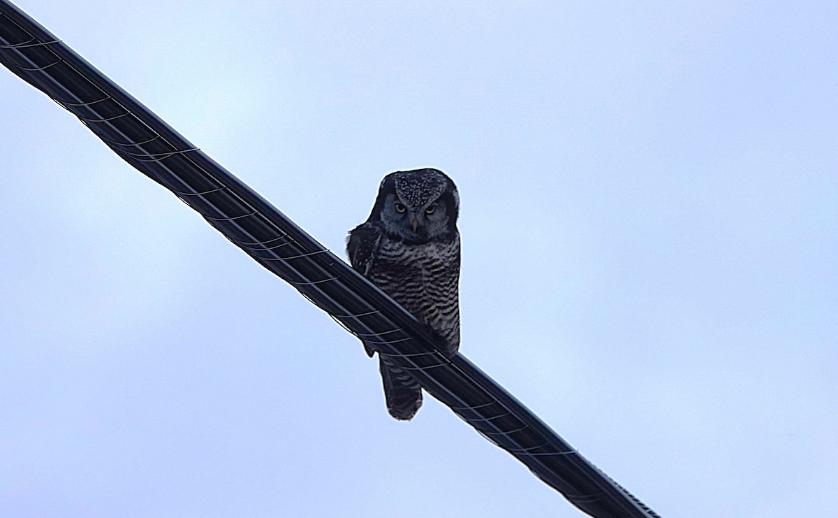 Харсуун ууль - ML646151210