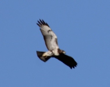 Red-tailed Hawk - ML646151212