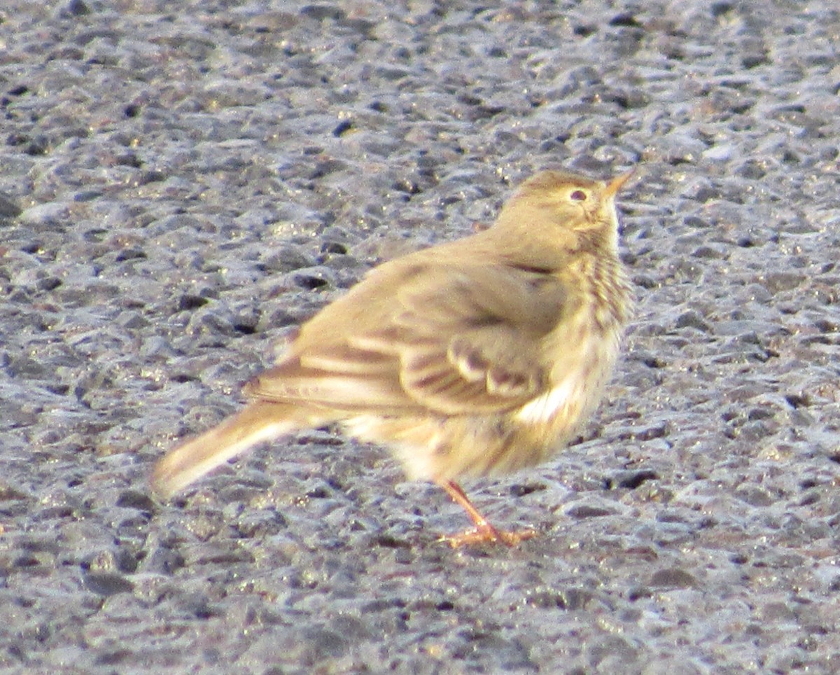 American Pipit - ML646151224
