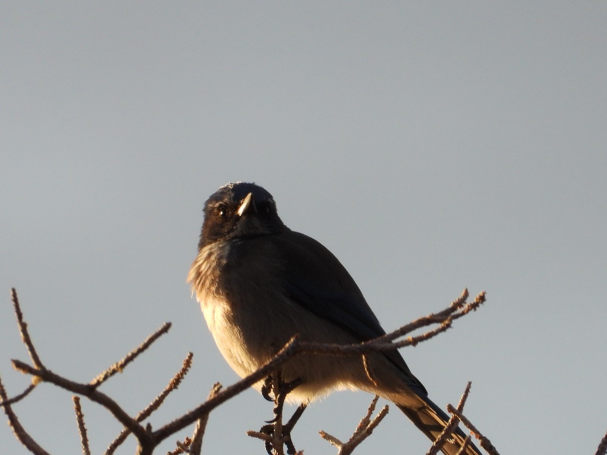 sojka vnitrozemská - ML646151231