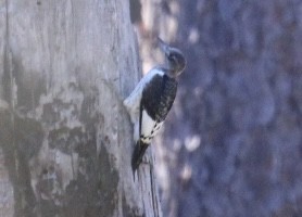 Red-headed Woodpecker - ML646151232