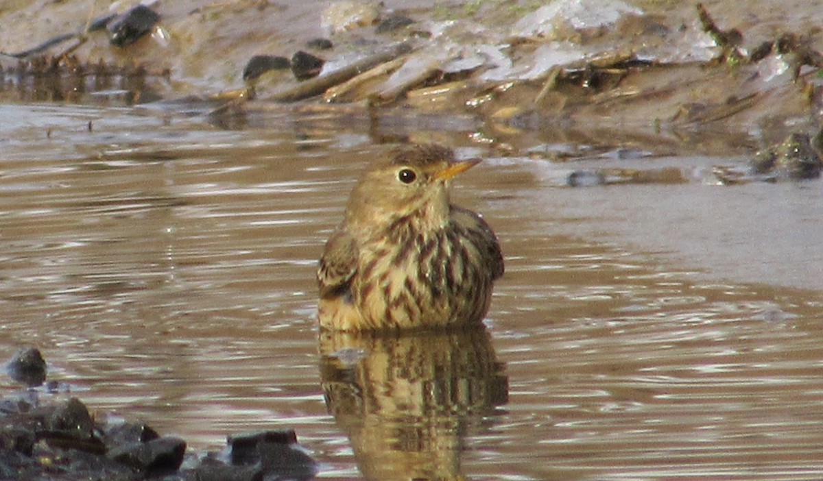 American Pipit - ML646151238