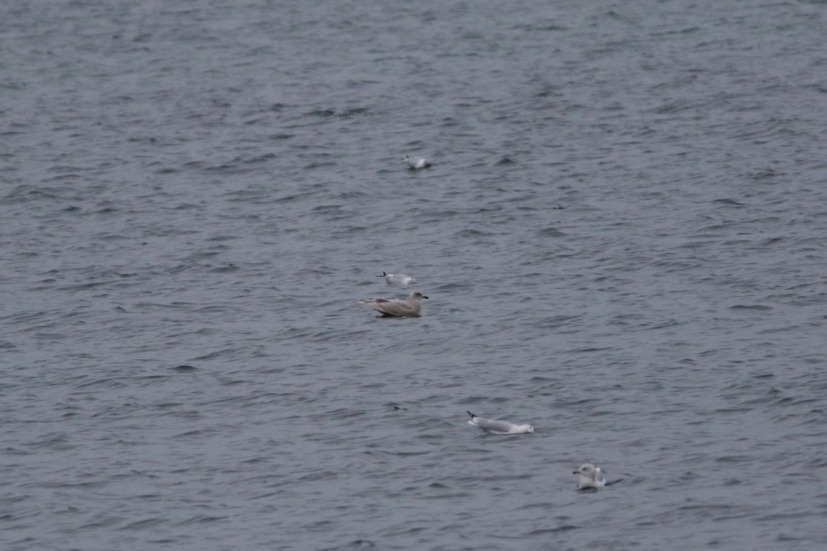 Iceland Gull - ML646151250
