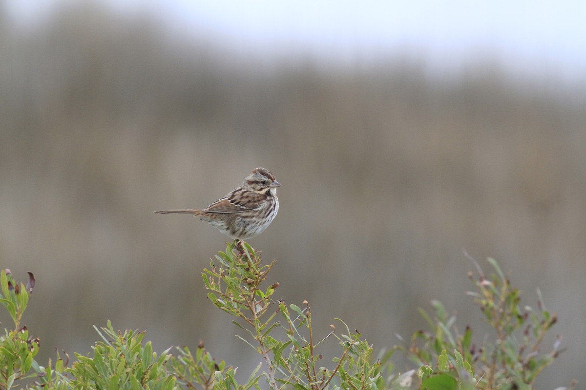 Song Sparrow - ML646151251