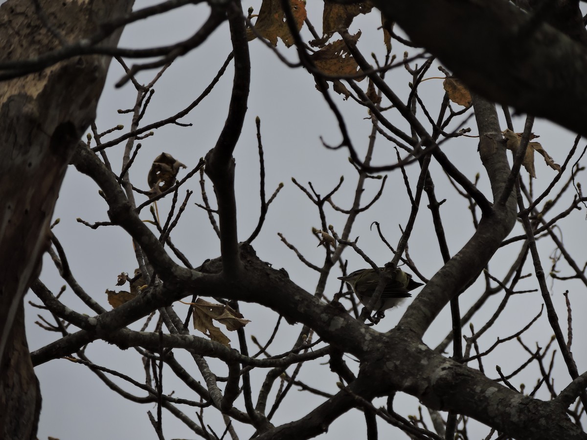 Kızıl Gözlü Vireo - ML646151252