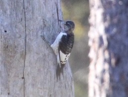 Red-headed Woodpecker - ML646151253