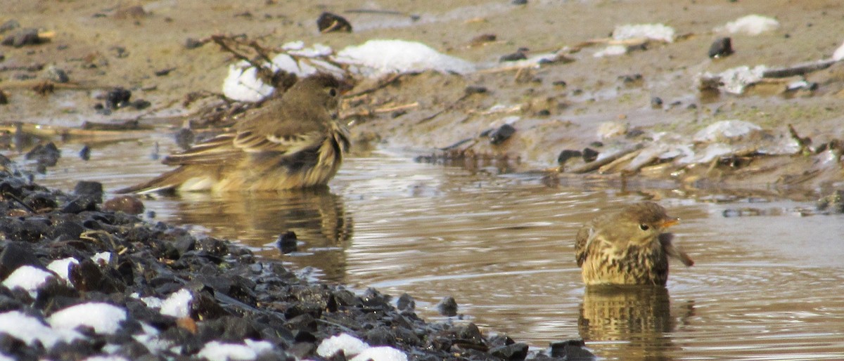American Pipit - ML646151259