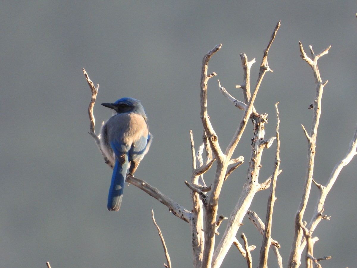 sojka vnitrozemská - ML646151265