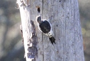 Red-headed Woodpecker - ML646151271