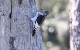 Red-headed Woodpecker - ML646151272