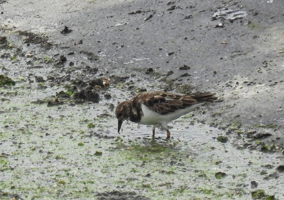 Ruddy Turnstone - ML646151273
