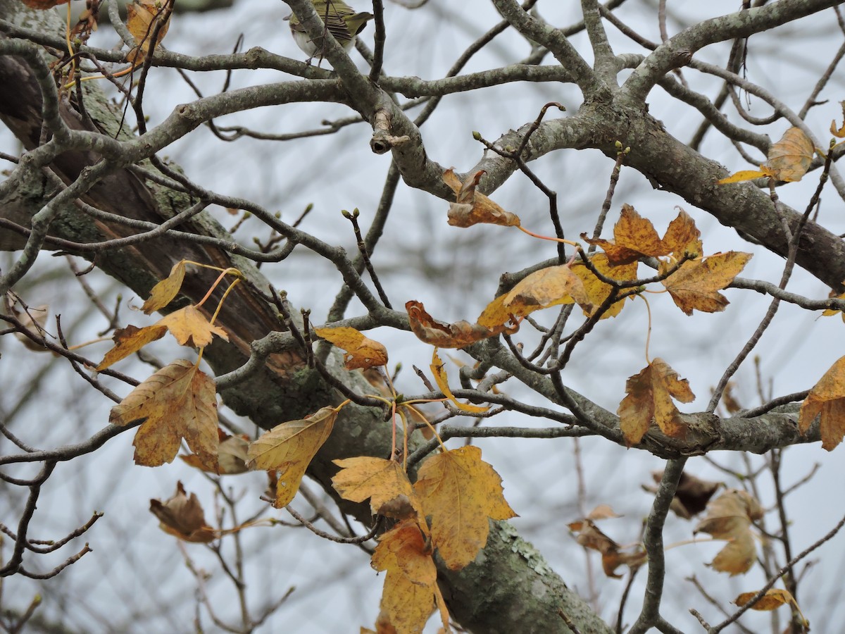 Kızıl Gözlü Vireo - ML646151274