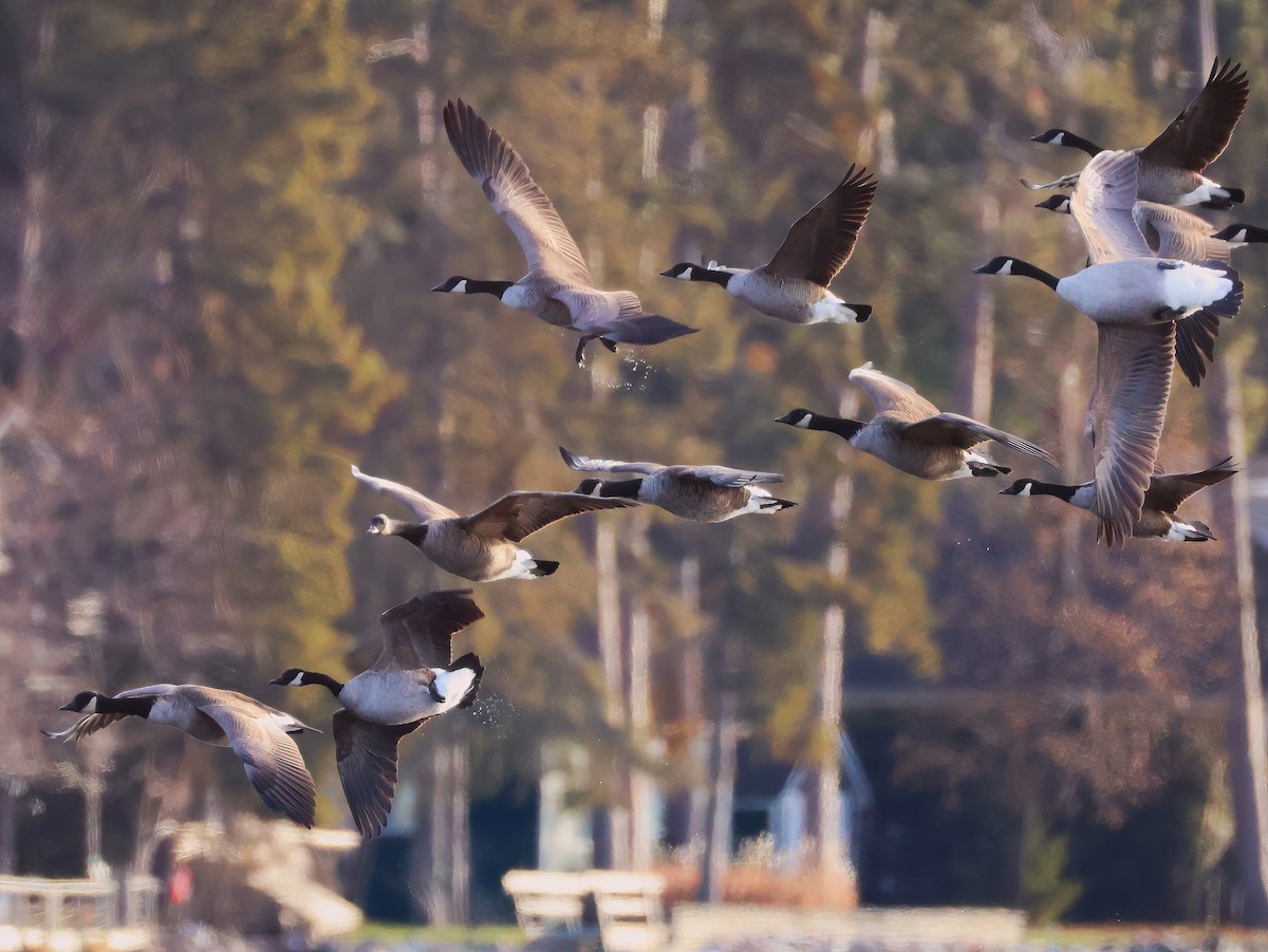 ברנטה קנדית - ML646151279