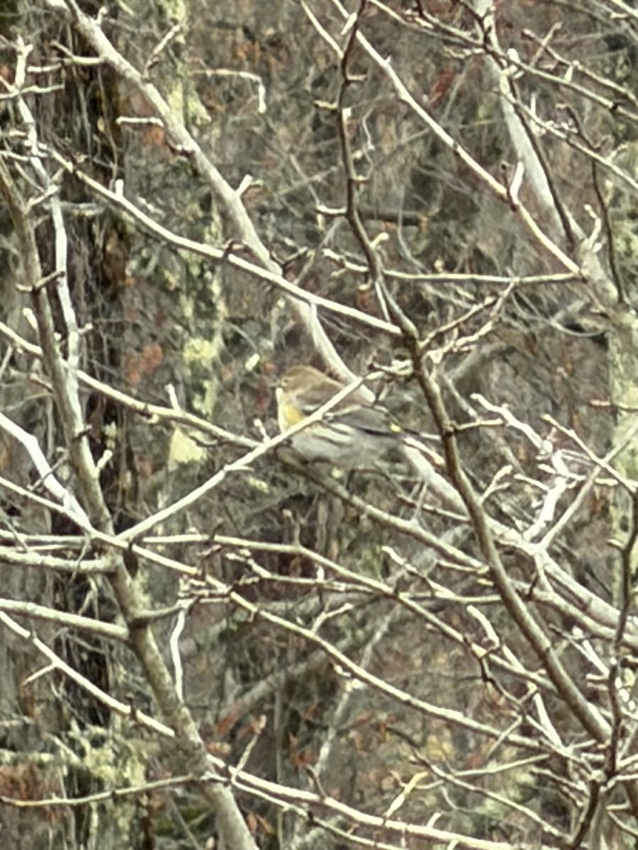 Yellow-rumped Warbler - ML646151281